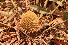 Cycas yorkiana