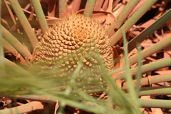 Cycas yorkiana