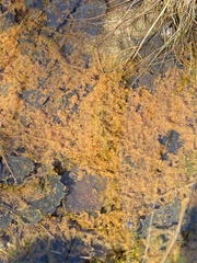 Gallionellaceae