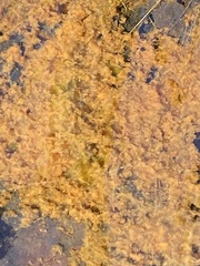 Gallionellaceae
