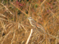 Emberiza cioides