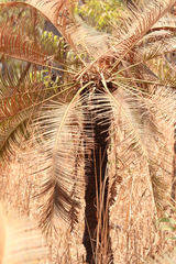 Cycas yorkiana