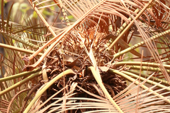 Cycas yorkiana