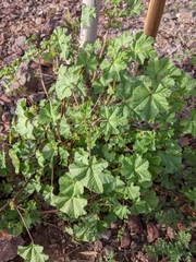 Malva parviflora