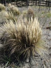Pappostipa humilis