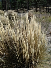 Pappostipa humilis