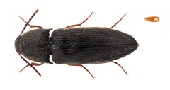 Ampedus impolitus