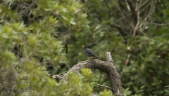 Turdus nigriceps