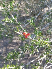 Castela erecta texana
