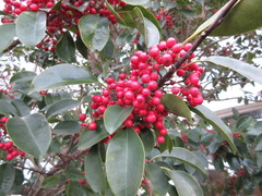 Ilex rotunda