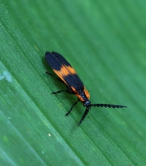 Calopteron reticulatum