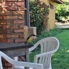 Pitangus sulphuratus