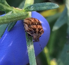 Sphyrocoris obliquus