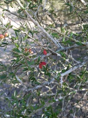 Castela erecta texana