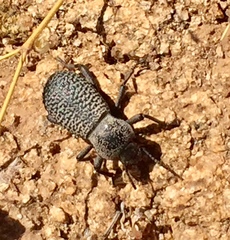 Cryptoglossa variolosa