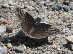 Erynnis lucilius