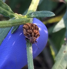 Sphyrocoris obliquus