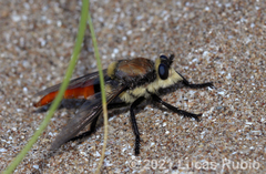 Eccritosia rubriventris
