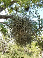 Tillandsia baileyi