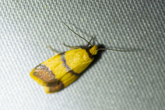 Heteroteucha translatella