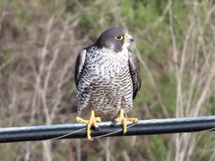 Falco peregrinus pealei