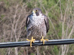 Falco peregrinus pealei
