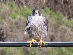 Falco peregrinus pealei