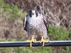 Falco peregrinus pealei