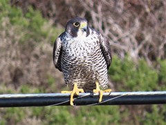 Falco peregrinus pealei