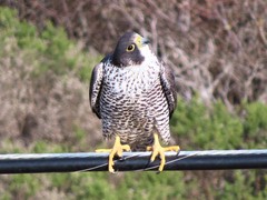 Falco peregrinus pealei