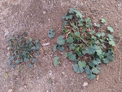 Malva parviflora