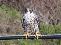 Falco peregrinus pealei