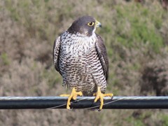 Falco peregrinus pealei