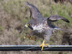 Falco peregrinus pealei