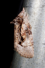 Gallaba eugraphes