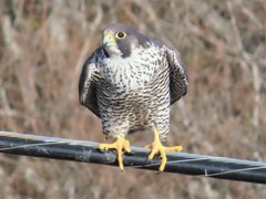 Falco peregrinus pealei