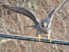 Falco peregrinus pealei