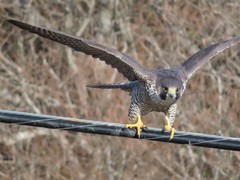 Falco peregrinus pealei