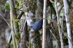 Scytalopus griseicollis