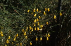 Erica campanularis