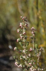 Erica hispidula