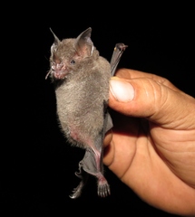 Carollia castanea