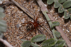Steatoda ancorata