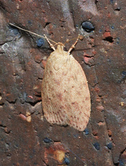 Garrha repandula