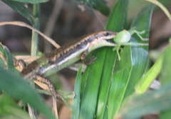 Trachylepis