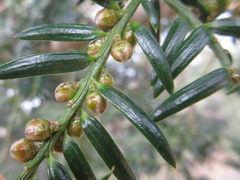 Torreya nucifera