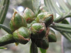 Torreya nucifera