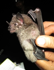 Phyllostomus hastatus
