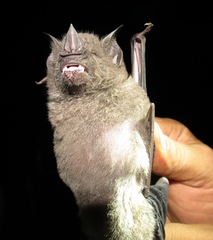 Phyllostomus hastatus