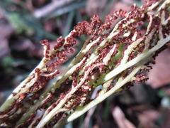 Sceptridium ternatum